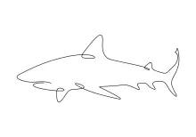 One-Line Shark Drawing: Sketch a Powerful Ocean Predator with Ease