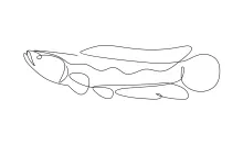 One-Line Drawing of Giant Snakehead Fish: Build Confidence with Long Body Shapes