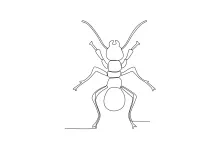 Ant in One Line: Learn Simple Segment Shapes and Easy Form