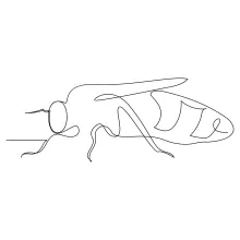 Flying Bee in One Line: Practice Easy Wing Layout and Compact Body Shapes