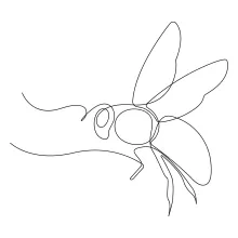 One-Line Flying Bee Drawing: Build Skills in Symmetry and Tiny Form Detail
