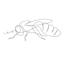 Flying Bee One-Line Drawing: Learn Wing Shape and Motion in Simple Form