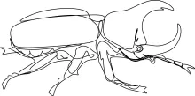 Beetle in One Line: Practice Drawing Insect Forms Using Clear, Simple Lines