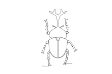 Easy Beetle Drawing in One Line: Learn Rounded Shapes and Basic Insect Form