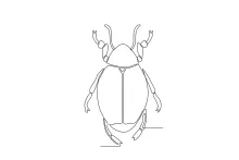 Beetle in One Line: Easy Way to Learn Round Forms and Insect Details