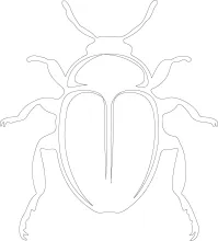One-Line Beetle Drawing: Learn Shape Symmetry and Line Direction Easily