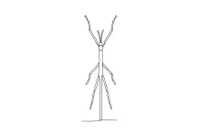 Stick Bug Drawing in One Line: Practice Long Thin Shapes with Simple Steps