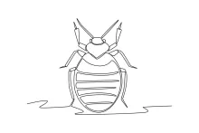 Bug Drawing in One Line: Learn Basic Insect Shapes with a Simple Method