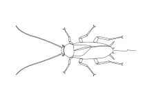 One-Line Cockroach Drawing: Learn Insect Shape Through Simple Line Practice