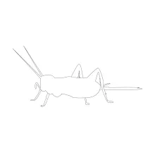 Easy One-Line Cricket Drawing: Understand Shape and Legs in Simple Form