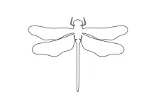 Cute Dragonfly in One Line: Easy Drawing to Learn Wing Position and Body Shape