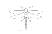 One-Line Dragonfly Drawing: Learn Wing Alignment and Body Length in One Step