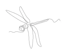 One-Line Dragonfly Drawing: A Beginner’s Way to Explore Wings and Body Shapes