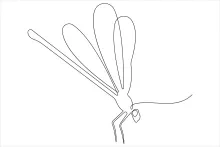 Dragonfly Art in One Line: Learn Structure and Spacing with a Clear Insect Design