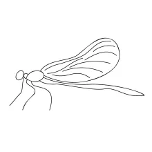 One-Line Dragonfly Drawing: Learn Balanced Wing Placement with Easy Insect Design