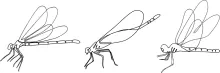 Dragonfly in One Line: A Simple Way to Study Wing Structure and Body Alignment