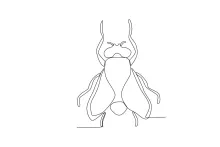 One-Line Fly Drawing: Quick Study for Small Insect Form and Balance