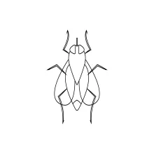 One-Line Fly Drawing: Learn Insect Form with Quick, Easy Drawing Practice