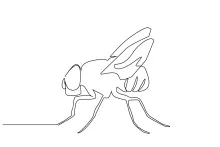 One-Line Fly Drawing: Practice Simple Insect Features and Symmetry Easily