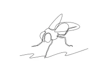One-Line Fly Drawing: A Quick Way to Learn Tiny Body Details
