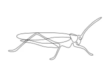 One-Line Grasshopper Drawing: Great for Beginners Exploring Insect Shapes