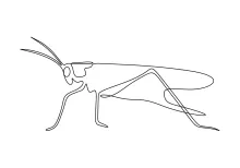 Single-Line Grasshopper Drawing: Learn Visual Planning with Balanced Insect Design