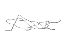 Easy Grasshopper Art with One Line: Build Focus with Structured Insect Drawing