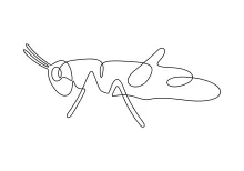 Grasshopper in One Line: Develop Insect Drawing Skills Through Simple Form Practice