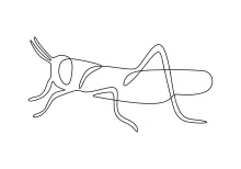 Practice Insect Art with One-Line Grasshopper Drawing: Build Confidence with Shape Layout