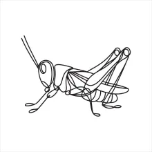 One-Line Grasshopper Sketch: Learn Basic Insect Anatomy with a Simple Design