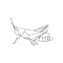 Grasshopper in One Line: Learn Leg Shape and Body Length in Minimalist Art