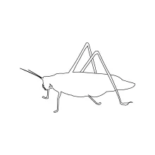 Katydid Grasshopper in One Line: Practice Leaf-Like Shapes in Simple Insect Drawing
