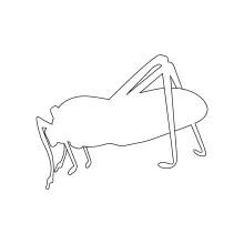 One-Line Katydid Grasshopper Drawing: Learn Natural Camouflage Through Simple Shapes