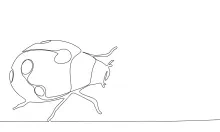 One-Line Ladybug Drawing: Simple Practice for Young Artists and Beginners