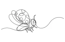 One-Line Ladybug Sketch: Build Drawing Skills with Clear and Recognizable Shapes