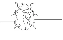 Simple Ladybug Drawing in One Line: Learn Basic Shape Alignment and Spacing