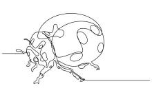 Cute One-Line Ladybug Drawing: Practice Symmetry and Structure with a Friendly Insect