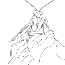 One-Line Mantis Drawing: Study Angled Shapes and Balance in Simple Insect Art