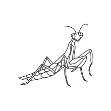 One-Line Mantis Drawing: Explore Angular Forms with a Clear, Simple Insect Study