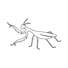 Praying Mantis in One Line: Study Unique Insect Postures and Sharp Shapes