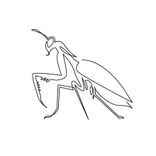 Mantis Drawing in One Line: Learn Sharp Angles and Unique Insect Forms