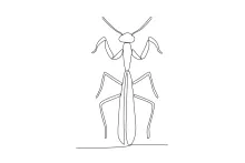 One-Line Mantis Drawing: Practice Sharp Angles and Balanced Forms