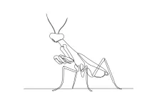 Mantis Drawing in One Line: Practice Drawing Arms and Angles with Confidence