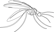 Mosquito Drawing in One Line: Understand Simple Insect Form with Easy Practice