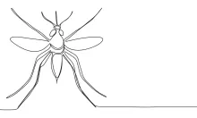 Mosquito in One Line: Learn to Draw Slender Insects with Minimal Detail