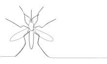 One-Line Mosquito Drawing: Build Precision with Thin Forms and Long Limbs