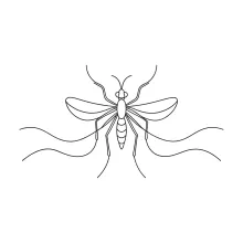 Mosquito Drawing in One Line: Practice Long Shapes with Simple Insect Forms