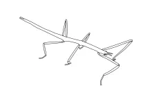Stick Bug in One Line: Learn Line Precision Through Simple Insect Drawing