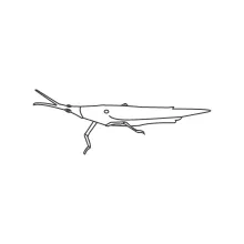 Stick Bug in One Line: Study Proportion and Length with Minimal Insect Drawing
