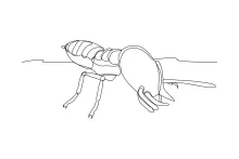 One-Line Termite Drawing: Simple Way to Study Insect Segments and Body Shape